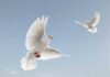 Thực tập tâm từ