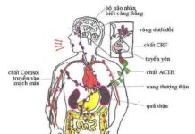 Thiền Và Sự An Lạc Của Tâm Hồn