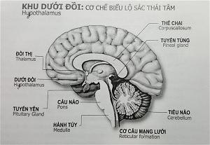 Thiền Dưới Ánh Sáng Khoa Học 3