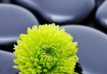 Mùa Xuân của Hiện Tại
