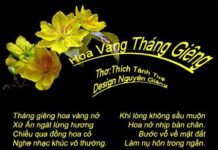 Sen Nở Hồ Tâm
