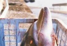 Sát Sanh – Lợi Bất Cập Hại