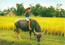 Thực Tập Tu Tâm Cùng 10 Bài Thiền Ca Chăn Trâu