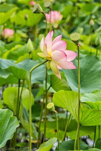 Echo-Park-Lake-lotus-flowers Echo-Park-Lake-lotus-flowers