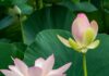 Sự hài hòa giữa cá nhân và xã hội