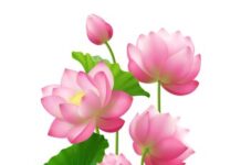Tâm Bồ Tát | Liz Wilson – Diệu Liên Lý Thu Lnh