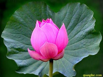 hoa_sen (4) hoa_sen (4)