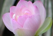 Vô Thường – Bản Chất Của Luân Hồi