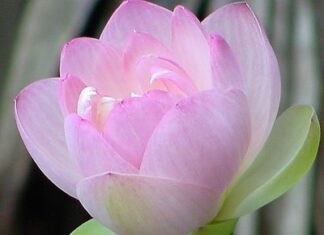 Vô Thường – Bản Chất Của Luân Hồi