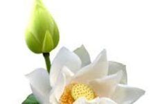 Tâm tịnh thì cõi tịnh