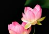 Ý Nghĩa Nhà Lửa Tam Giới Trong Kinh Pháp Hoa