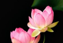 Hiểu Về Tánh Không