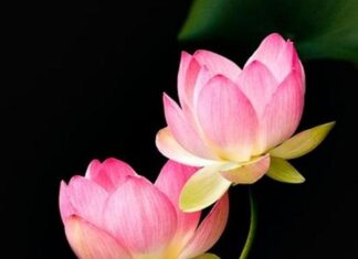 Hiểu Về Tánh Không