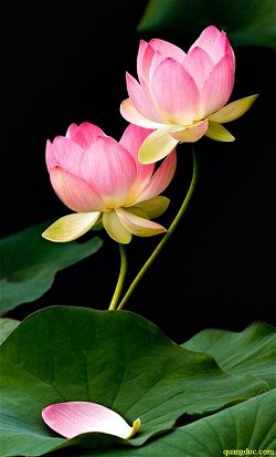 hoa_sen (8)