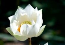 Tìm Sự An Lạc Khi Bệnh Tật Bằng Cách Nào?