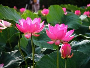 hoa sen nở 2 hoa sen nở 2