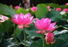 Tâm Thức Chúng Sanh Tác Dụng Đến Cảnh Giới