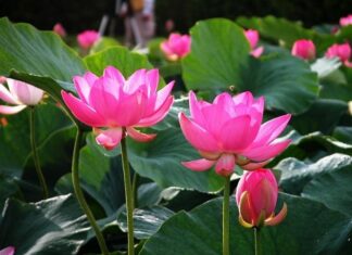 Tâm Thức Chúng Sanh Tác Dụng Đến Cảnh Giới