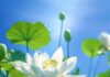 Sống Với Sơ Tâm | Như Thị Nguyên Giác