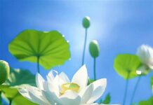 Sống Với Sơ Tâm | Như Thị Nguyên Giác
