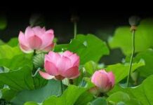 Tâm lý & Triết học Phật giáo trong đời sống hàng ngày