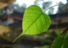 Pháp Quán Đại Bi