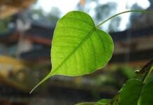 Pháp Quán Đại Bi