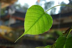Pháp Quán Đại Bi