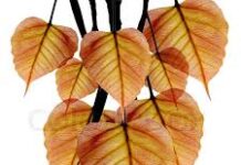 Trung Đạo – Bài 3 Phân tích về Ngã và Vô ngã