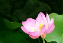 Thực tại tính không được nhìn nhận qua hai bình diện của biểu từ