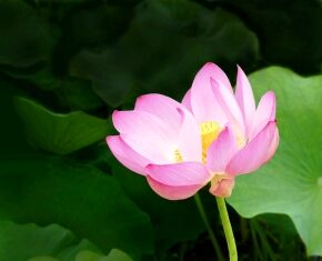 Thực tại tính không được nhìn nhận qua hai bình diện của biểu từ