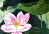 Vận Dụng Phật Pháp – Nghiên Cứu Phật Pháp