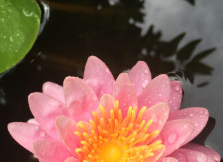 Tâm Diệu Minh Thường Trụ (Bài 16)