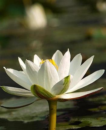 white_lotus_10 white_lotus_10