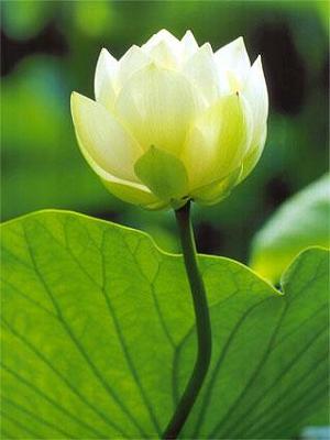 white_lotus_2