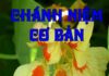 Chánh Niệm Cơ Bản