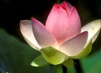 Cái nhìn tỉnh biết của thực tại tính / pháp tính