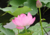 Tự tu trong đời sống