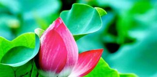 Trói mở do tâm