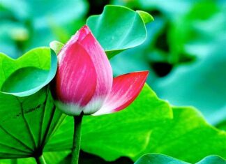 Trói mở do tâm