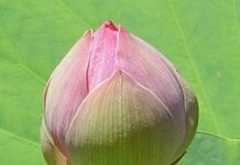 Các Phương Pháp Suy Luận và Sáng Tạo