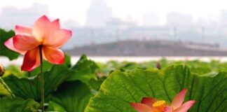 Trí, Bi và Lạc Trong Kinh Lăng Già