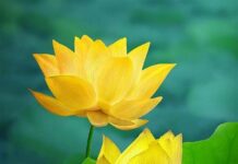 Tự do giữa thời đại đầy thử thách