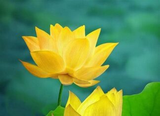 Tự do giữa thời đại đầy thử thách