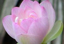 Du Tâm An Lạc Đạo