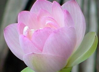 Du Tâm An Lạc Đạo