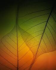 Ta không tranh luận với đời (Việt-Anh)