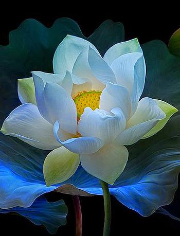 lotus-21a lotus-21a
