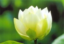 Sám Hối Hồng Danh