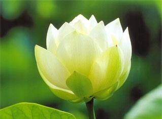 Sám Hối Hồng Danh